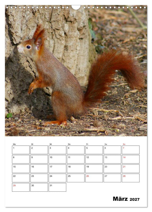 Niedliche Eichhörnchen (CALVENDO Wandkalender 2027)