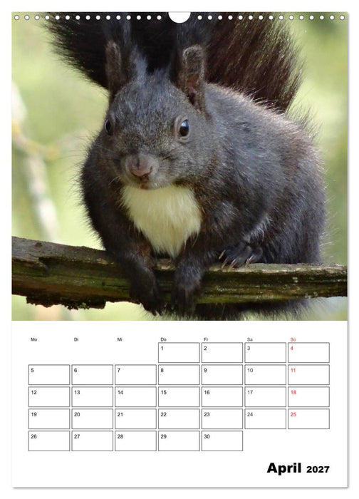 Niedliche Eichhörnchen (CALVENDO Wandkalender 2027)