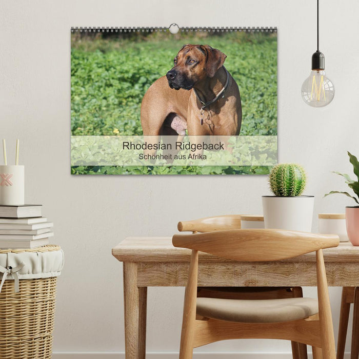 Rhodesian Ridgeback Schönheit aus Afrika (CALVENDO Wandkalender 2027)
