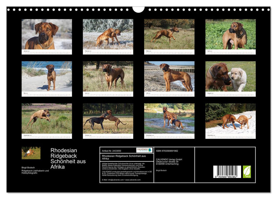 Rhodesian Ridgeback Schönheit aus Afrika (CALVENDO Wandkalender 2027)