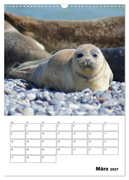 Liebenswerte Robben (CALVENDO Wandkalender 2027)