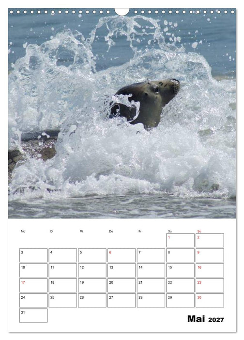 Liebenswerte Robben (CALVENDO Wandkalender 2027)