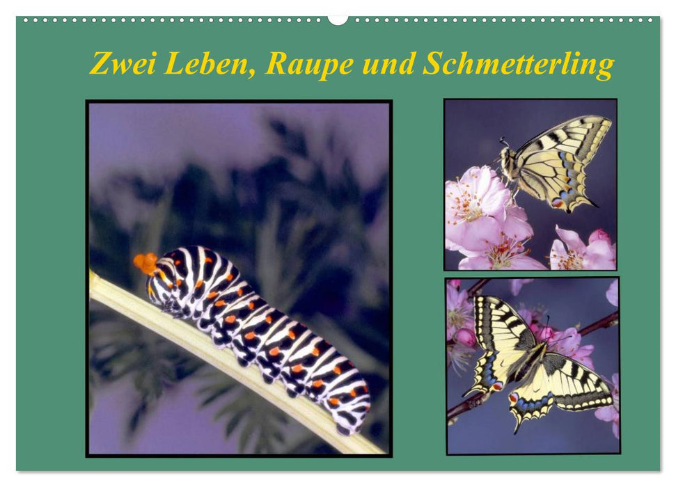 Zwei Leben, Raupe und Schmetterling (CALVENDO Wandkalender 2027)