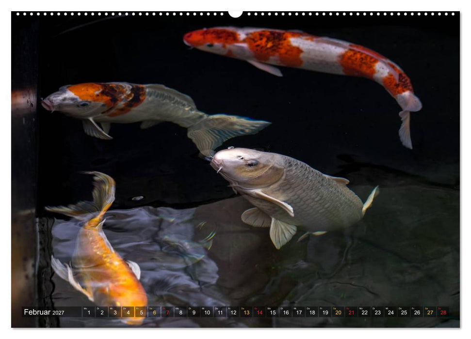 Nishikigoi – Koikarpfen in ihrer Welt (CALVENDO Wandkalender 2027)