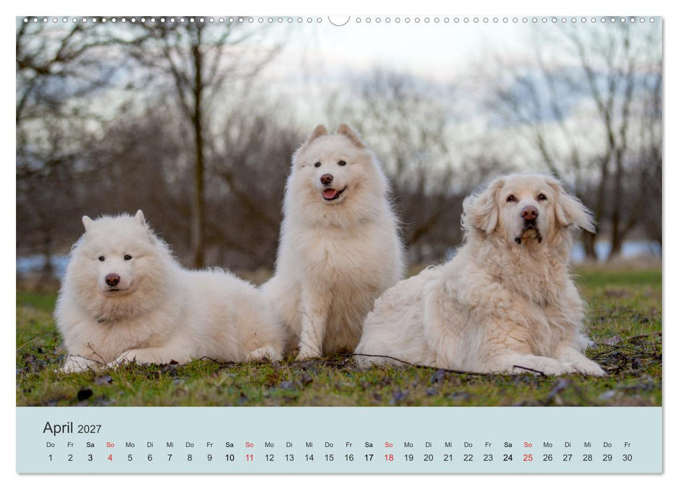 Samojeden - Liebenswerte Fellkugeln (CALVENDO Wandkalender 2027)