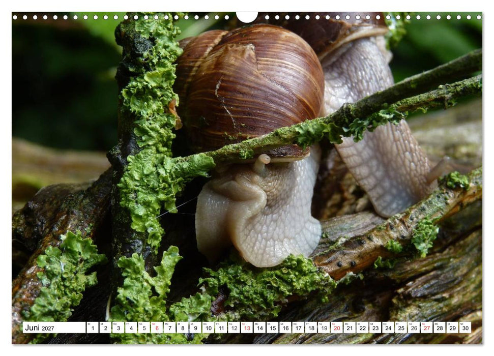 Meine Schnecken (CALVENDO Wandkalender 2027)