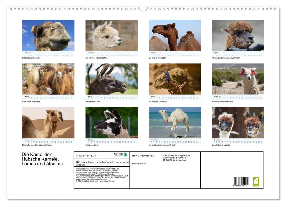 Die Kameliden. Hübsche Kamele, Lamas und Alpakas (CALVENDO Wandkalender 2027)