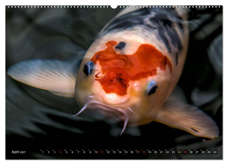 Nishikigoi – Koikarpfen in ihrer Welt (CALVENDO Premium Wandkalender 2027)