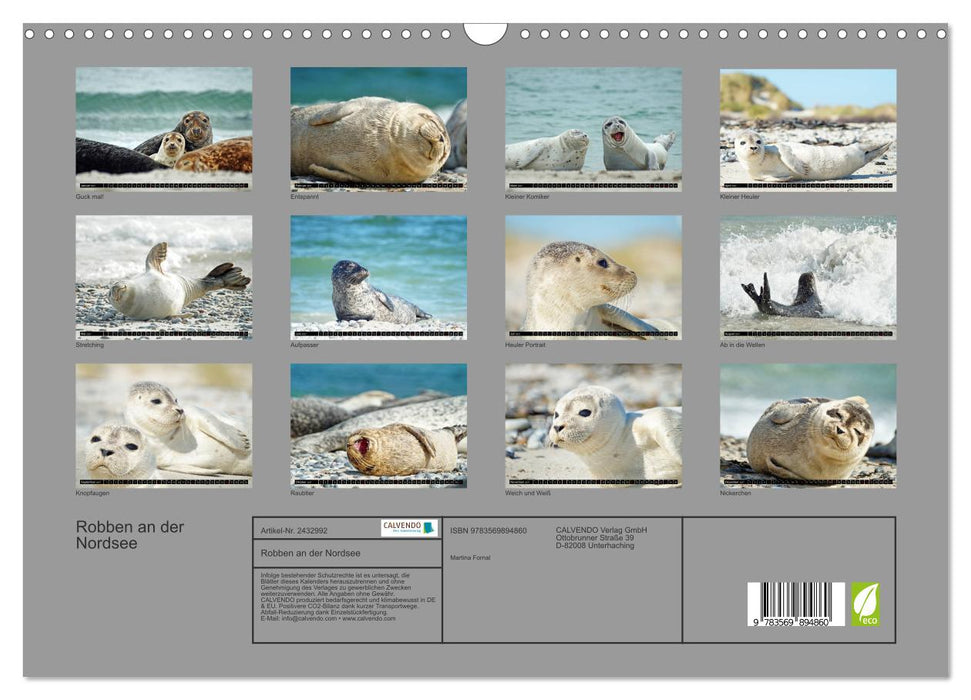 Robben an der Nordsee (CALVENDO Wandkalender 2027)