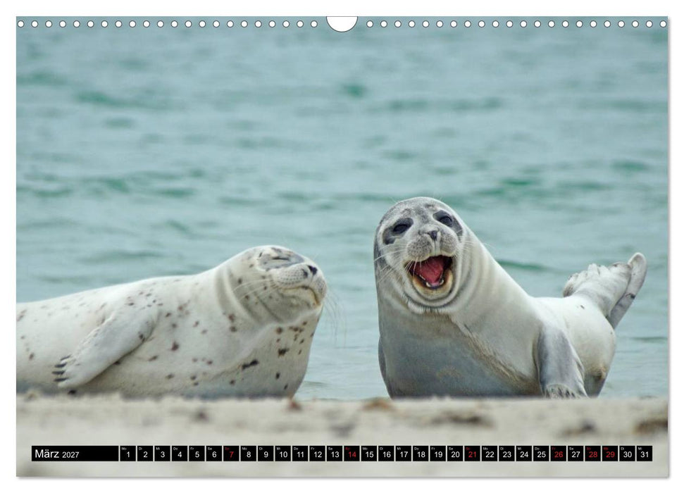 Robben an der Nordsee (CALVENDO Wandkalender 2027)