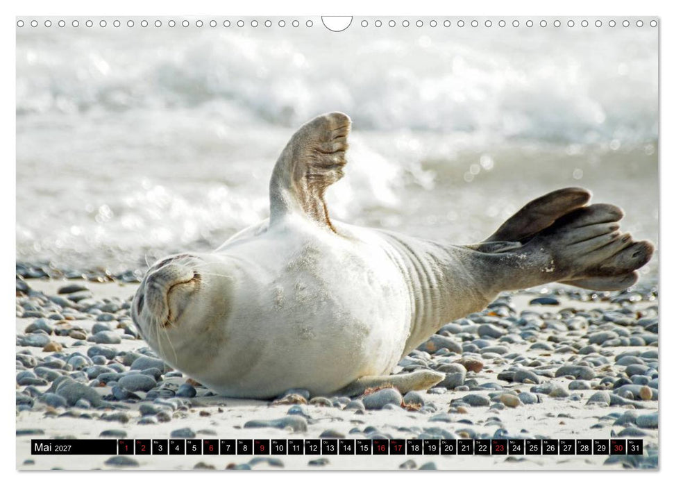 Robben an der Nordsee (CALVENDO Wandkalender 2027)