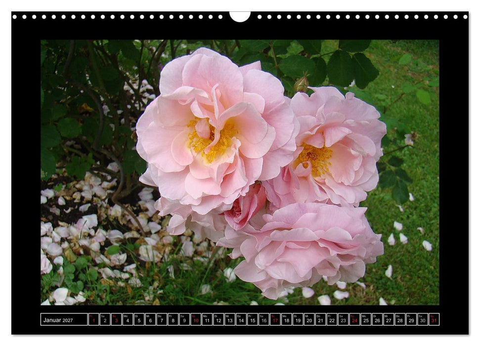 Im Duft der Rosen (CALVENDO Wandkalender 2027)