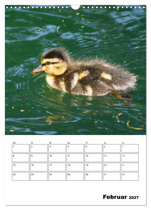 Liebenswerte Enten (CALVENDO Wandkalender 2027)