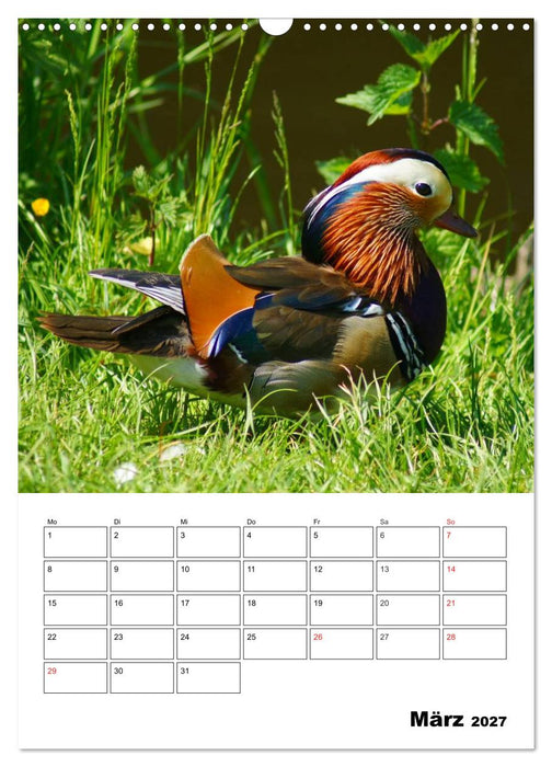Liebenswerte Enten (CALVENDO Wandkalender 2027)