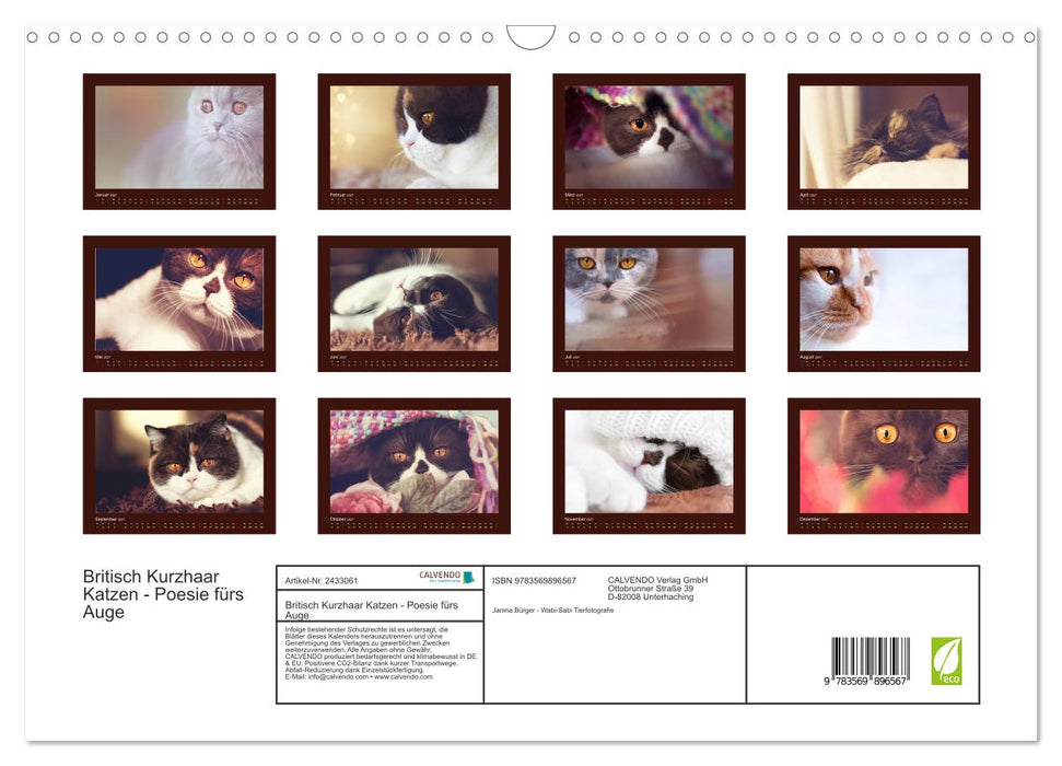 Britisch Kurzhaar Katzen - Poesie fürs Auge (CALVENDO Wandkalender 2027)