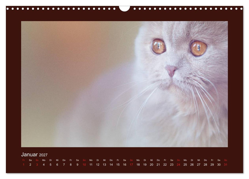 Britisch Kurzhaar Katzen - Poesie fürs Auge (CALVENDO Wandkalender 2027)