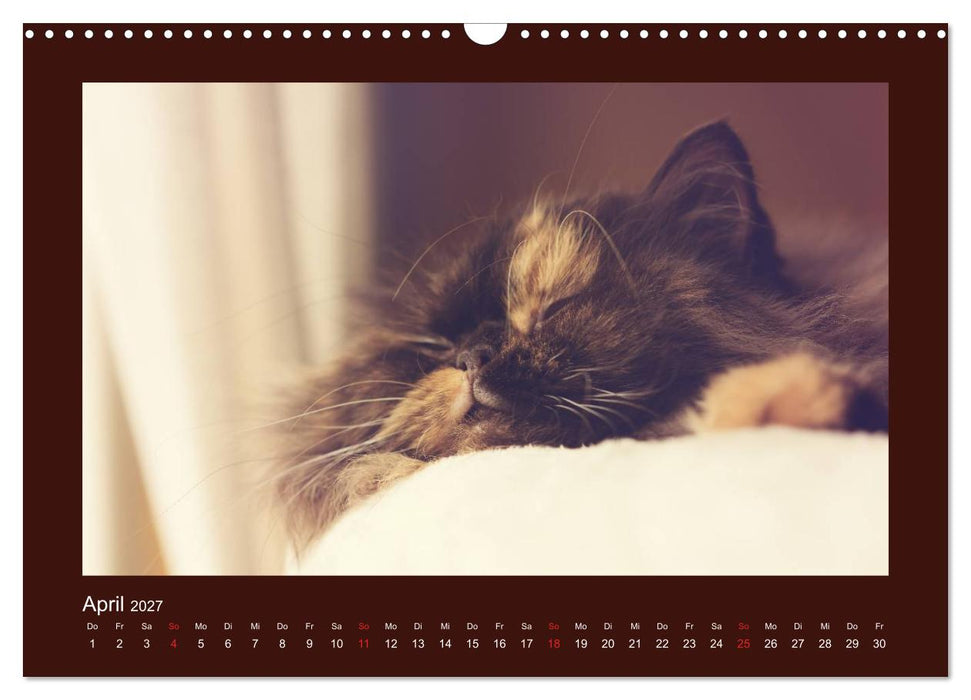Britisch Kurzhaar Katzen - Poesie fürs Auge (CALVENDO Wandkalender 2027)