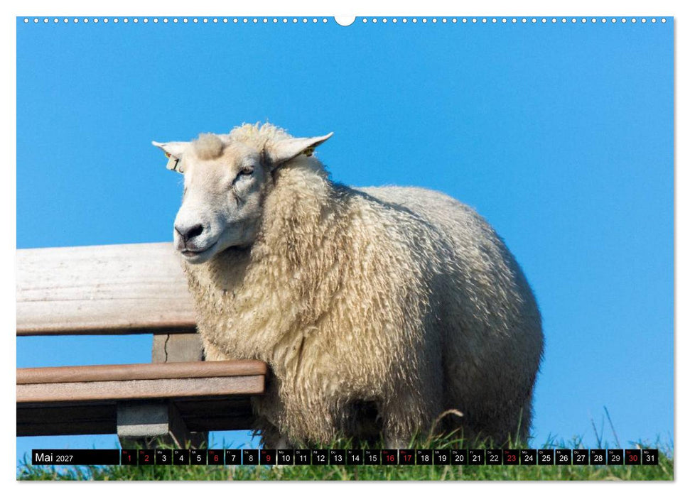 Grüße von Pellworm (CALVENDO Wandkalender 2027)