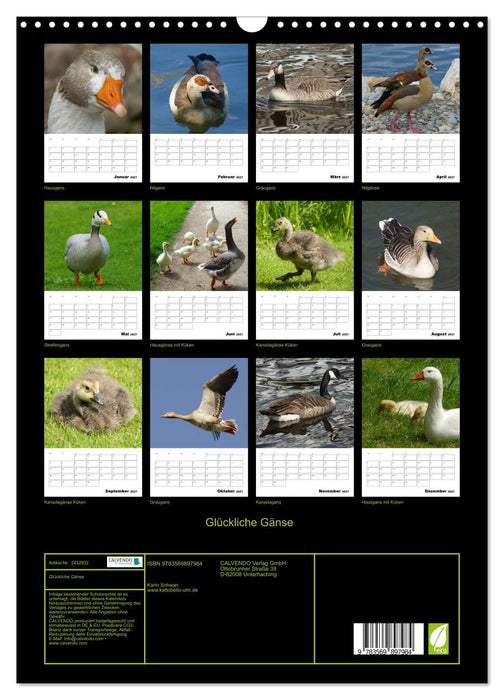 Glückliche Gänse (CALVENDO Wandkalender 2027)