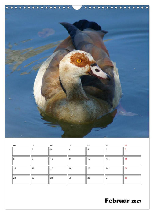 Glückliche Gänse (CALVENDO Wandkalender 2027)