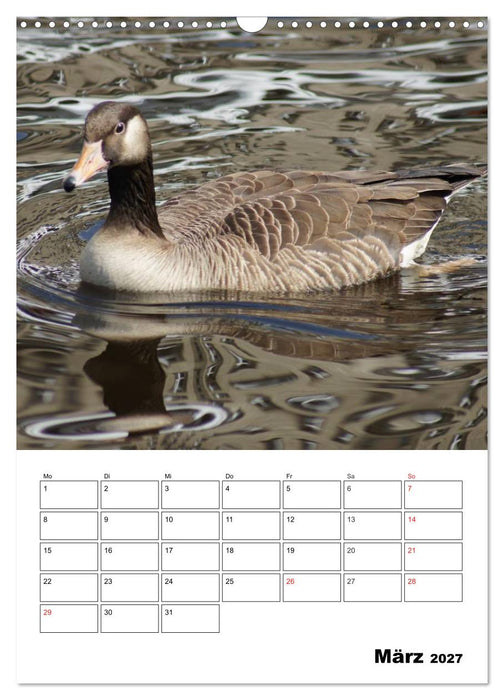 Glückliche Gänse (CALVENDO Wandkalender 2027)