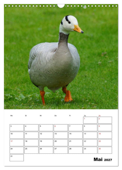 Glückliche Gänse (CALVENDO Wandkalender 2027)