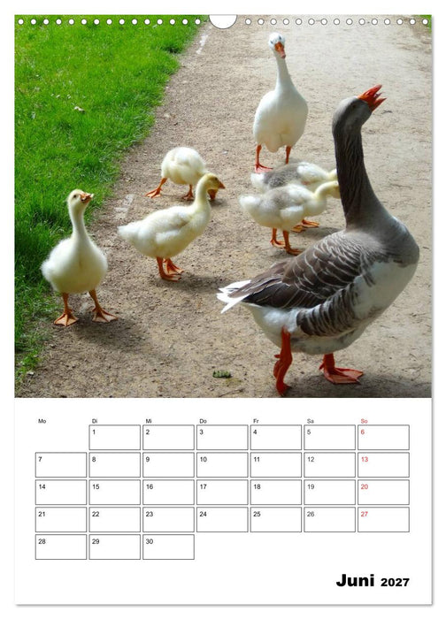 Glückliche Gänse (CALVENDO Wandkalender 2027)