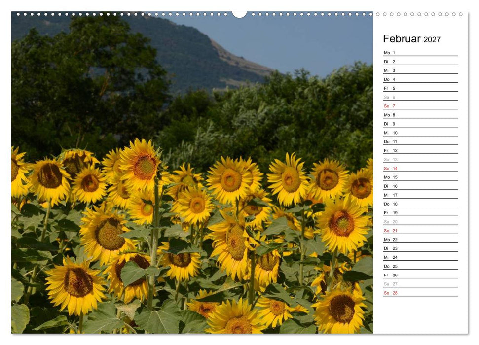 Ein Jahr lang Sonnenblumen (CALVENDO Premium Wandkalender 2027)