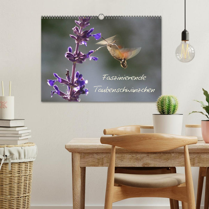 Faszinierende Taubenschwänzchen (CALVENDO Wandkalender 2027)