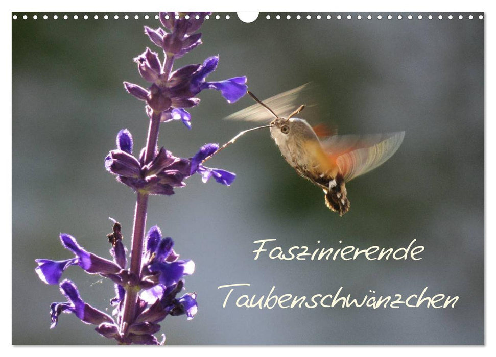 Faszinierende Taubenschwänzchen (CALVENDO Wandkalender 2027)