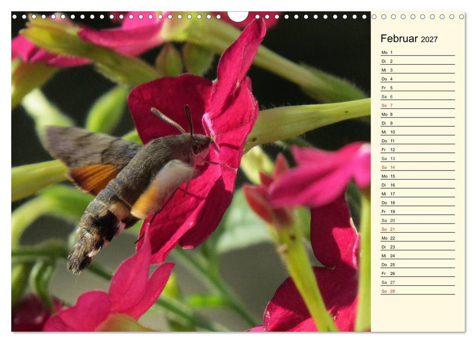 Faszinierende Taubenschwänzchen (CALVENDO Wandkalender 2027)