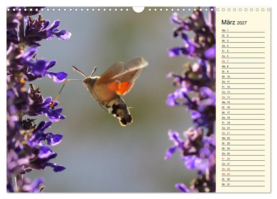 Faszinierende Taubenschwänzchen (CALVENDO Wandkalender 2027)