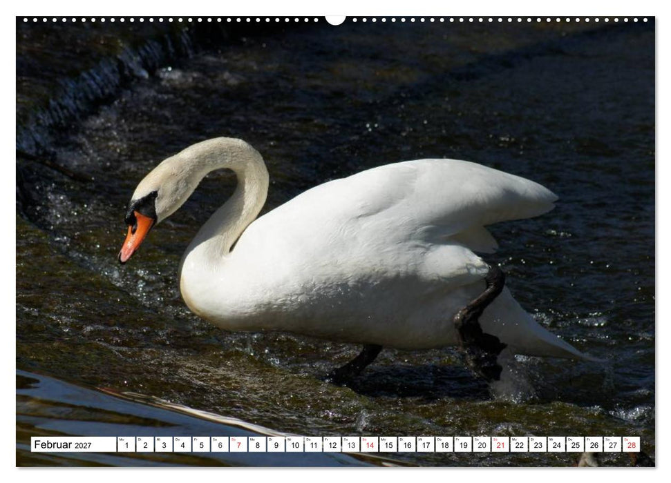 Elegante Schwäne (CALVENDO Premium Wandkalender 2027)