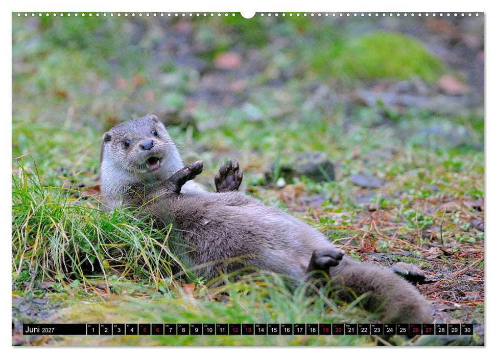 Fischotter, flinke Jäger (CALVENDO Premium Wandkalender 2027)