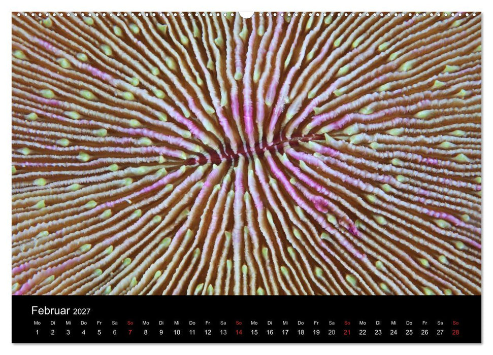 Magische Unterwasserwelten (CALVENDO Wandkalender 2027)