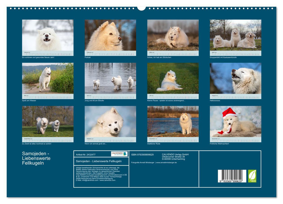 Samojeden - Liebenswerte Fellkugeln (CALVENDO Premium Wandkalender 2027)
