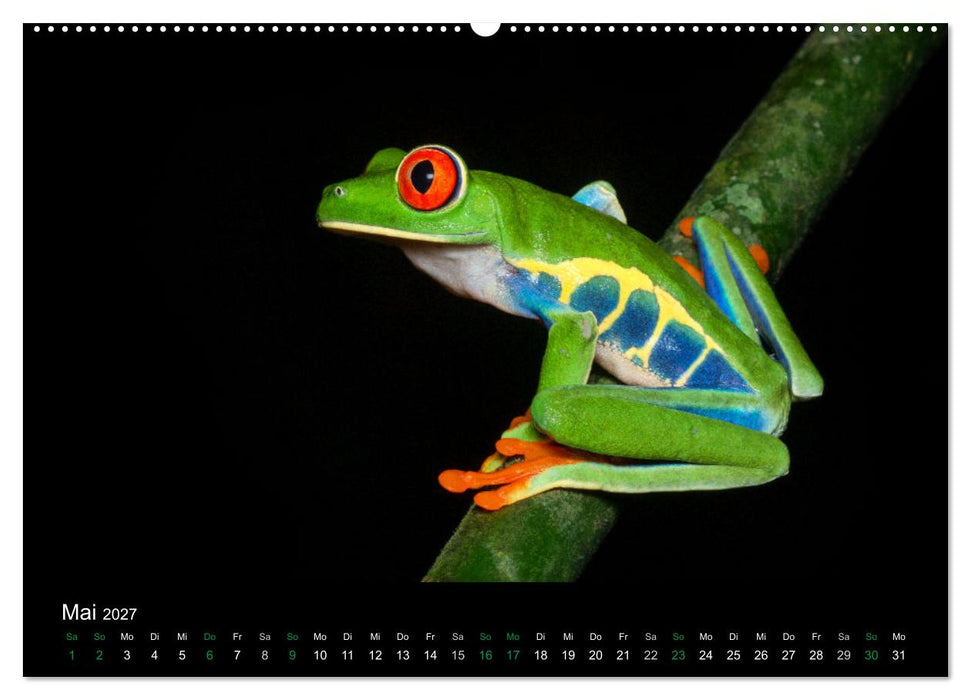 Costa Rica - Faszination Frösche (CALVENDO Wandkalender 2027)