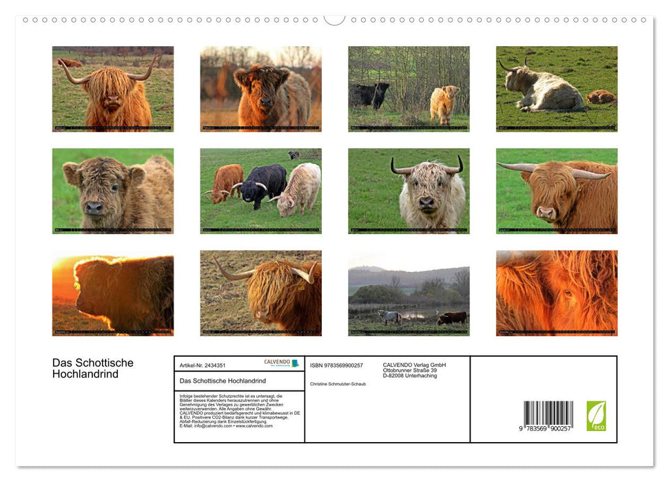 Das Schottische Hochlandrind (CALVENDO Premium Wandkalender 2027)