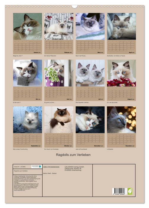 Ragdolls zum Verlieben (CALVENDO Wandkalender 2027)