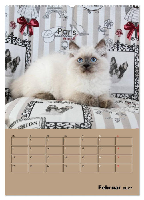 Ragdolls zum Verlieben (CALVENDO Wandkalender 2027)