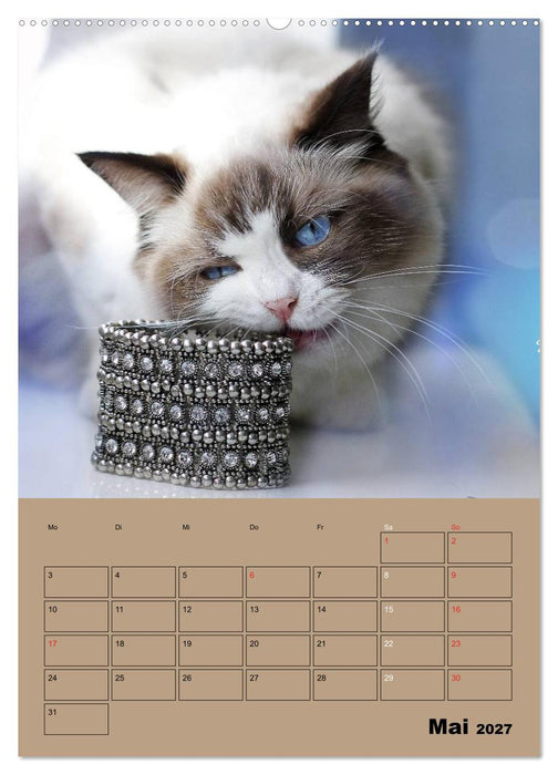 Ragdolls zum Verlieben (CALVENDO Wandkalender 2027)