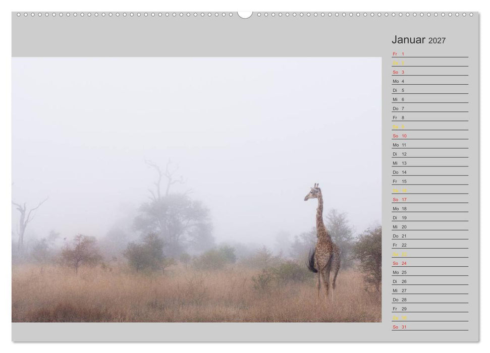 Twigas - Giraffen (CALVENDO Wandkalender 2027)
