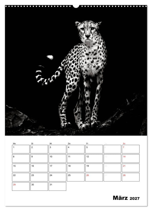 Charakterköpfe aus der Welt der Tiere (CALVENDO Premium Wandkalender 2027)