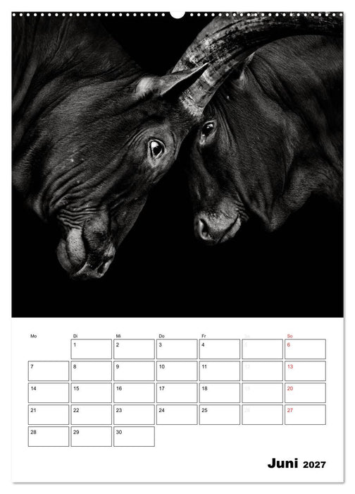 Charakterköpfe aus der Welt der Tiere (CALVENDO Premium Wandkalender 2027)