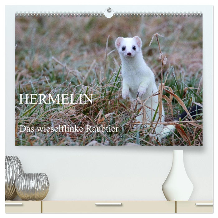 Hermelin - das wieselflinke Raubtier (CALVENDO Premium Wandkalender 2027)