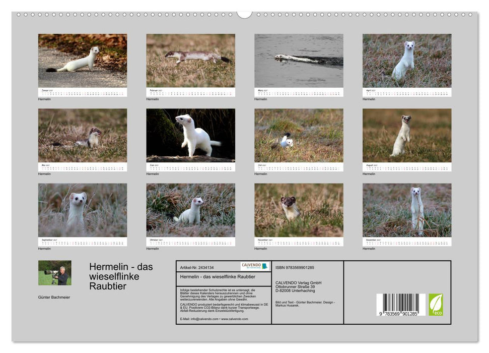 Hermelin - das wieselflinke Raubtier (CALVENDO Premium Wandkalender 2027)