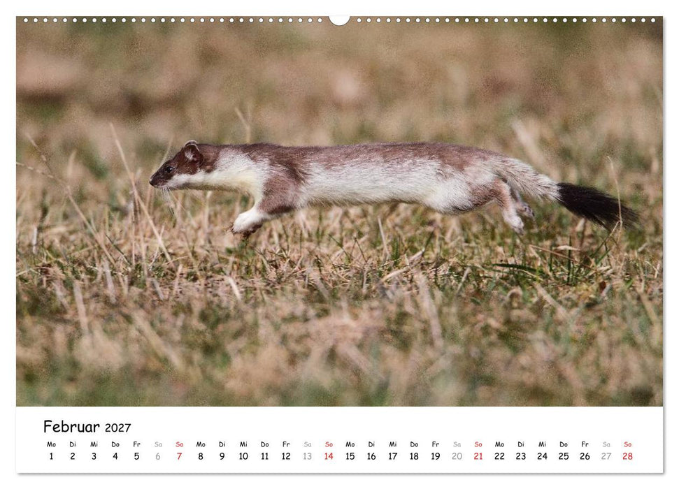 Hermelin - das wieselflinke Raubtier (CALVENDO Premium Wandkalender 2027)