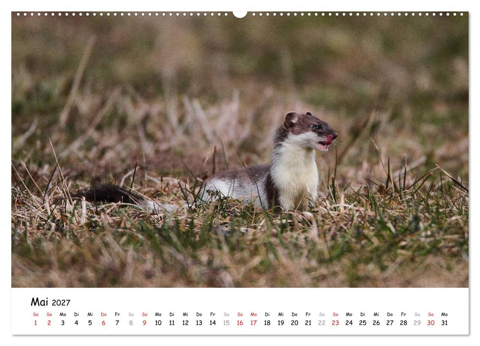 Hermelin - das wieselflinke Raubtier (CALVENDO Premium Wandkalender 2027)