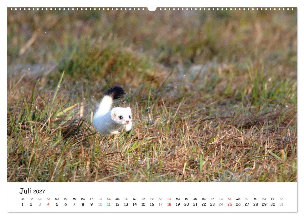 Hermelin - das wieselflinke Raubtier (CALVENDO Premium Wandkalender 2027)