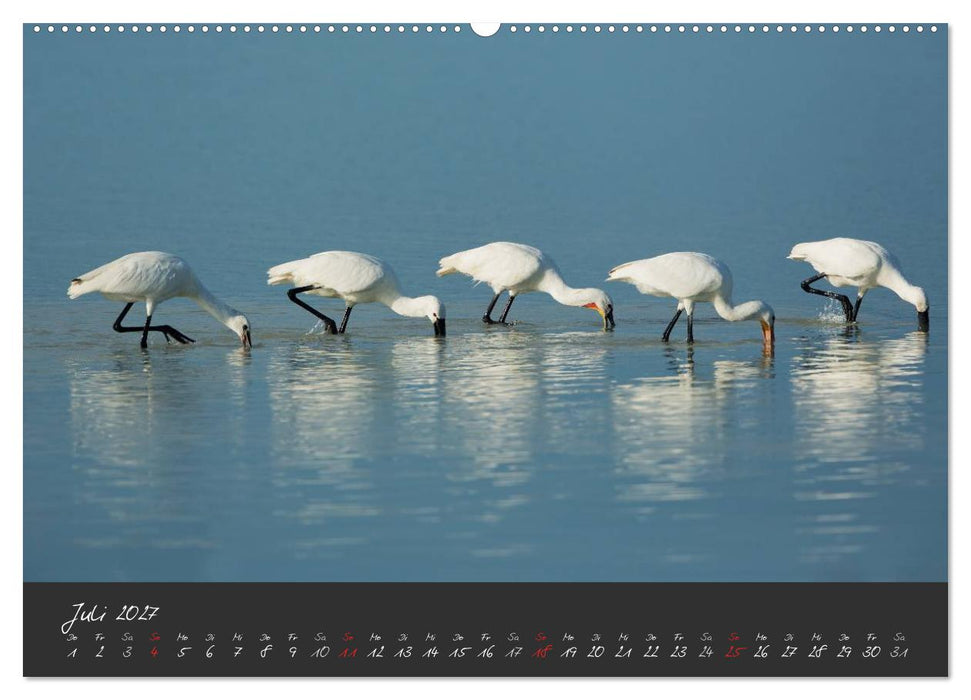 Natur erleben Seewinkel-Neusiedlersee (CALVENDO Premium Wandkalender 2027)